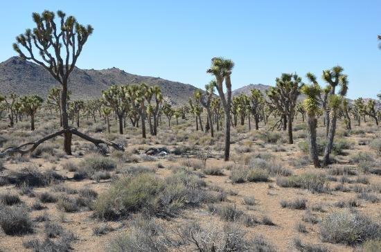 9 Palms Inn Twentynine Palms Eksteriør bilde